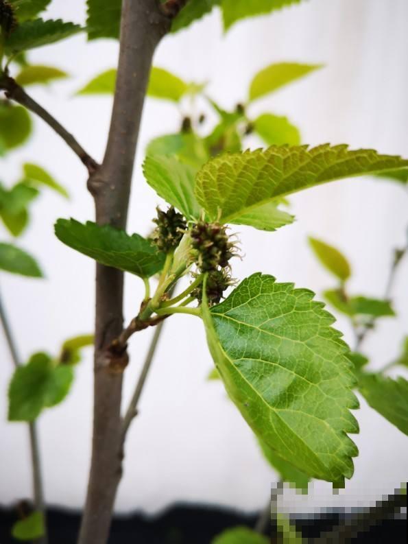 院子里不能种桑树,非常不吉利,这是迷信还是科学 院子里不能种桑树,非常不吉利,这是迷信还是科学