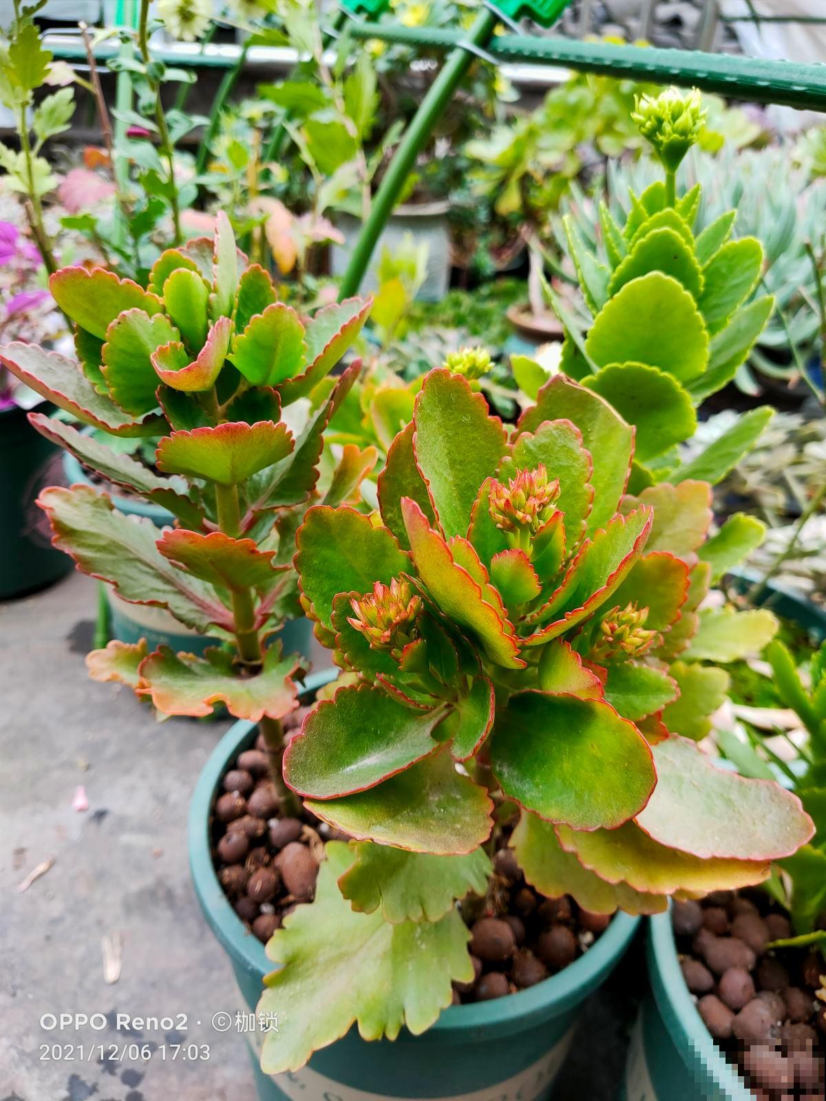 8种花有吉利好兆头,穷养才能长得旺,养在家里很合适 8种花有吉利好兆头,穷养才能长得旺,养在家里很合适