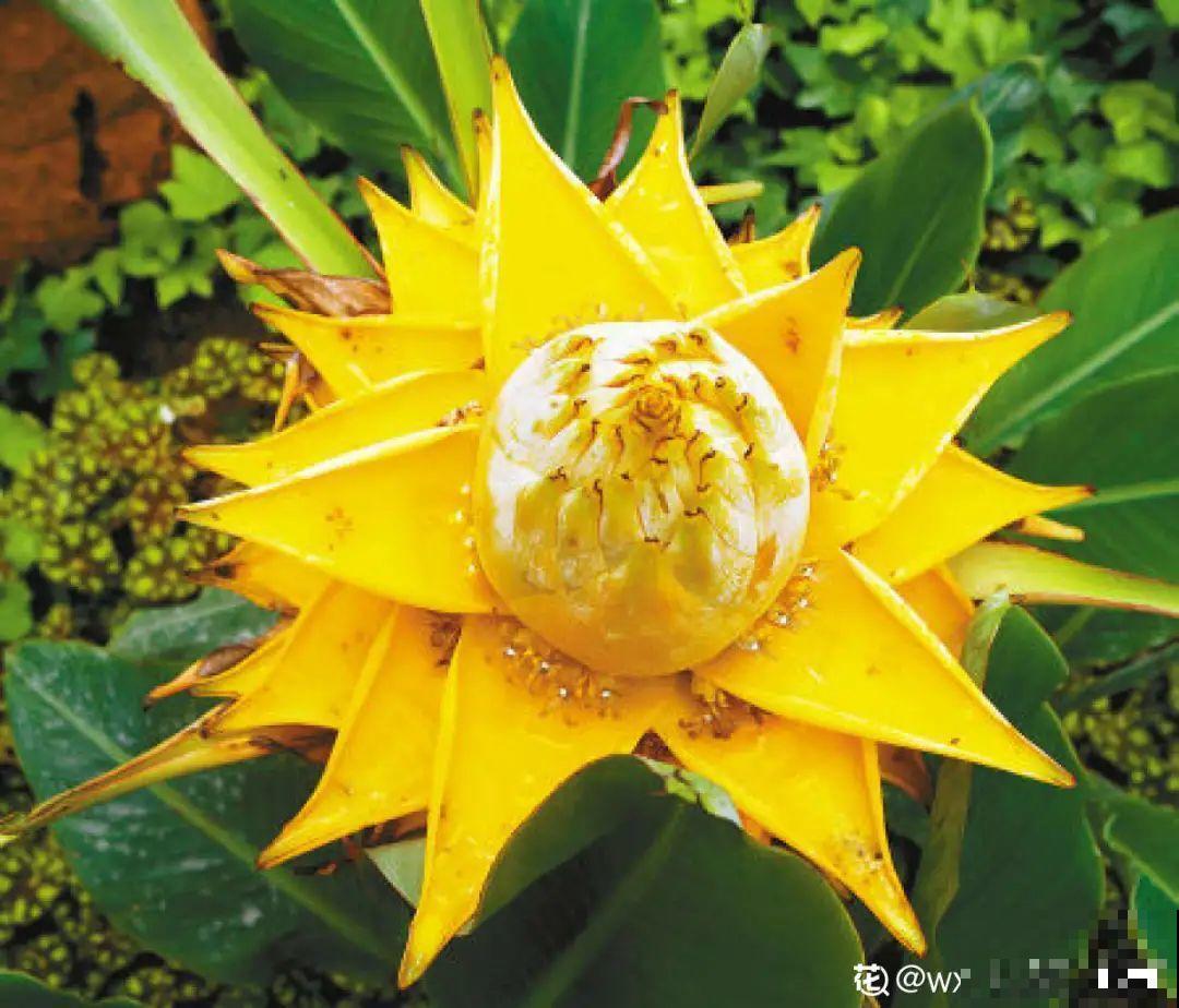 66万一盆的花,真是够贵的,打工几十年也攒不出一盆 66万一盆的花,真是够贵的,打工几十年也攒不出一盆