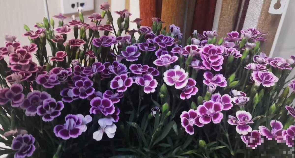 比香水还好闻的6种植物，秋冬种上它，满屋子都是香味