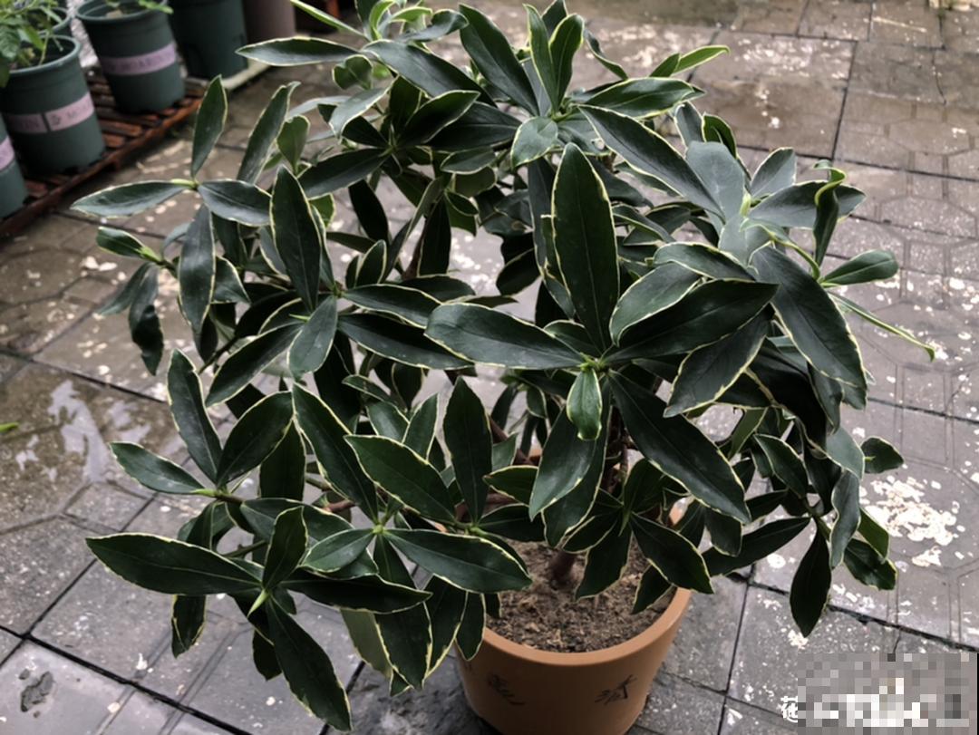 适合秋天养的12种花,耐阴又耐寒,秋冬长得更精神 适合秋天养的12种花,耐阴又耐寒,秋冬长得更精神