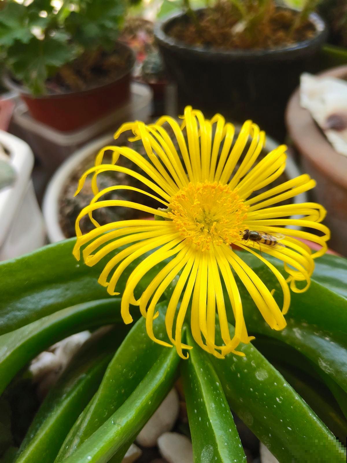 7种花堪称是“药箱子”，老中医们都爱养，浑身上下都是宝