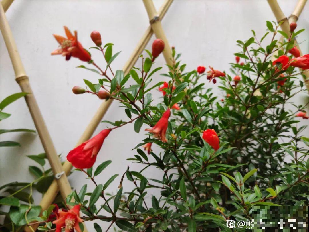 家里养盆“招财花”，一年四季开红花结红果，“招财旺运”又红火