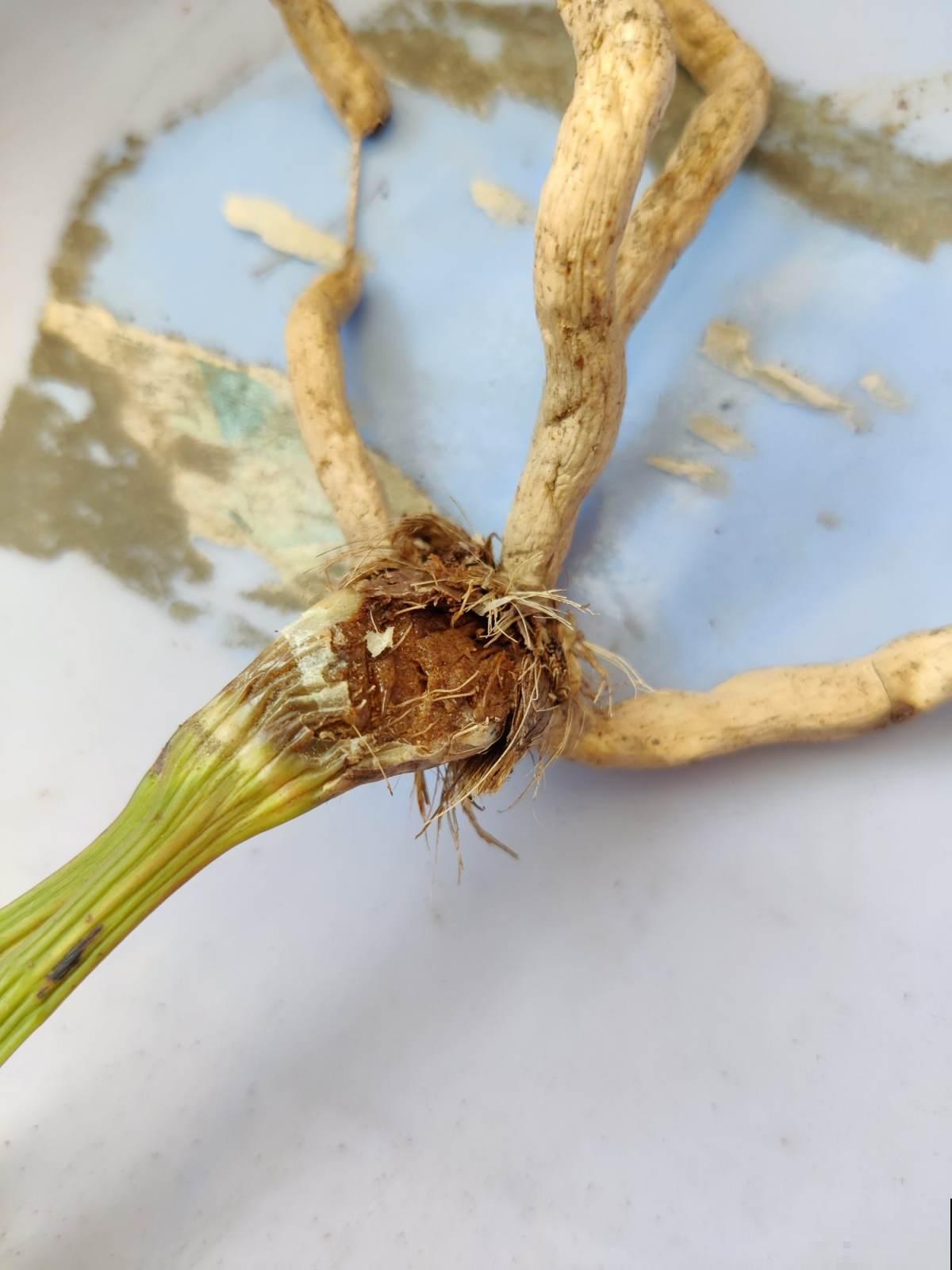 5大“养花精英”教你如何养花，笑死人不偿命系列，直呼“哇塞”