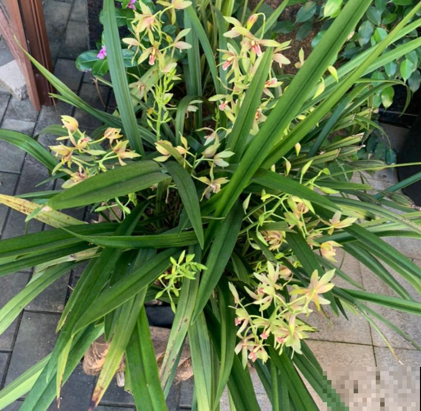 养兰花的人,值得岁月最好的眷顾,内附养花性格分析 养兰花的人,值得岁月最好的眷顾,内附养花性格分析