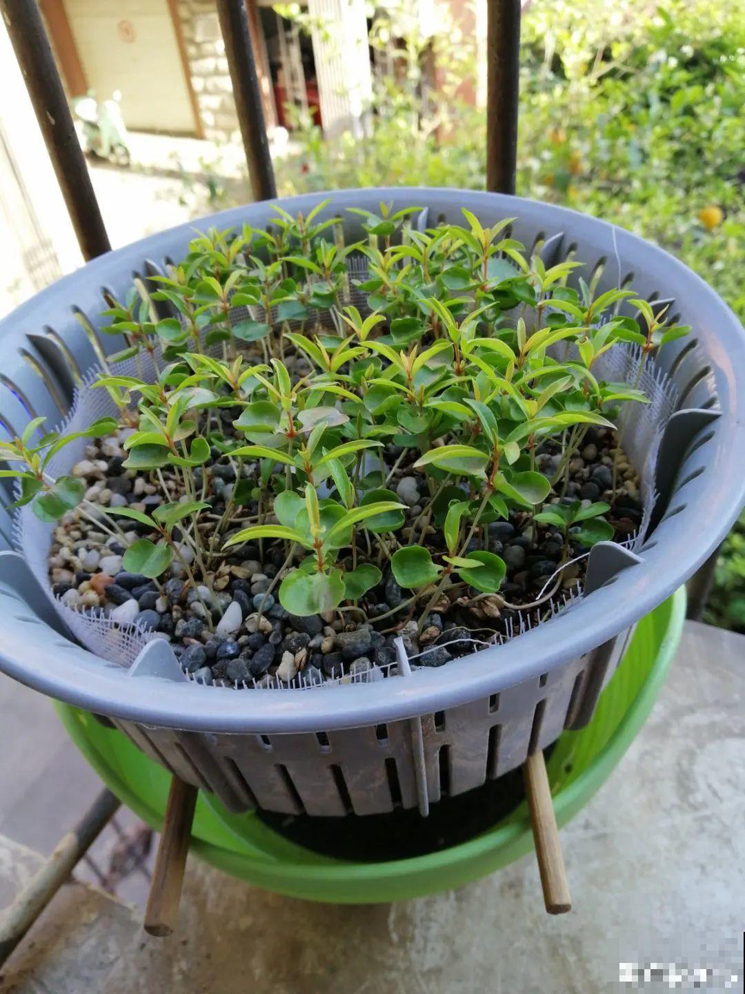 草花播种前，学会6个小妙招，全部都能活，齐刷刷冒新芽！