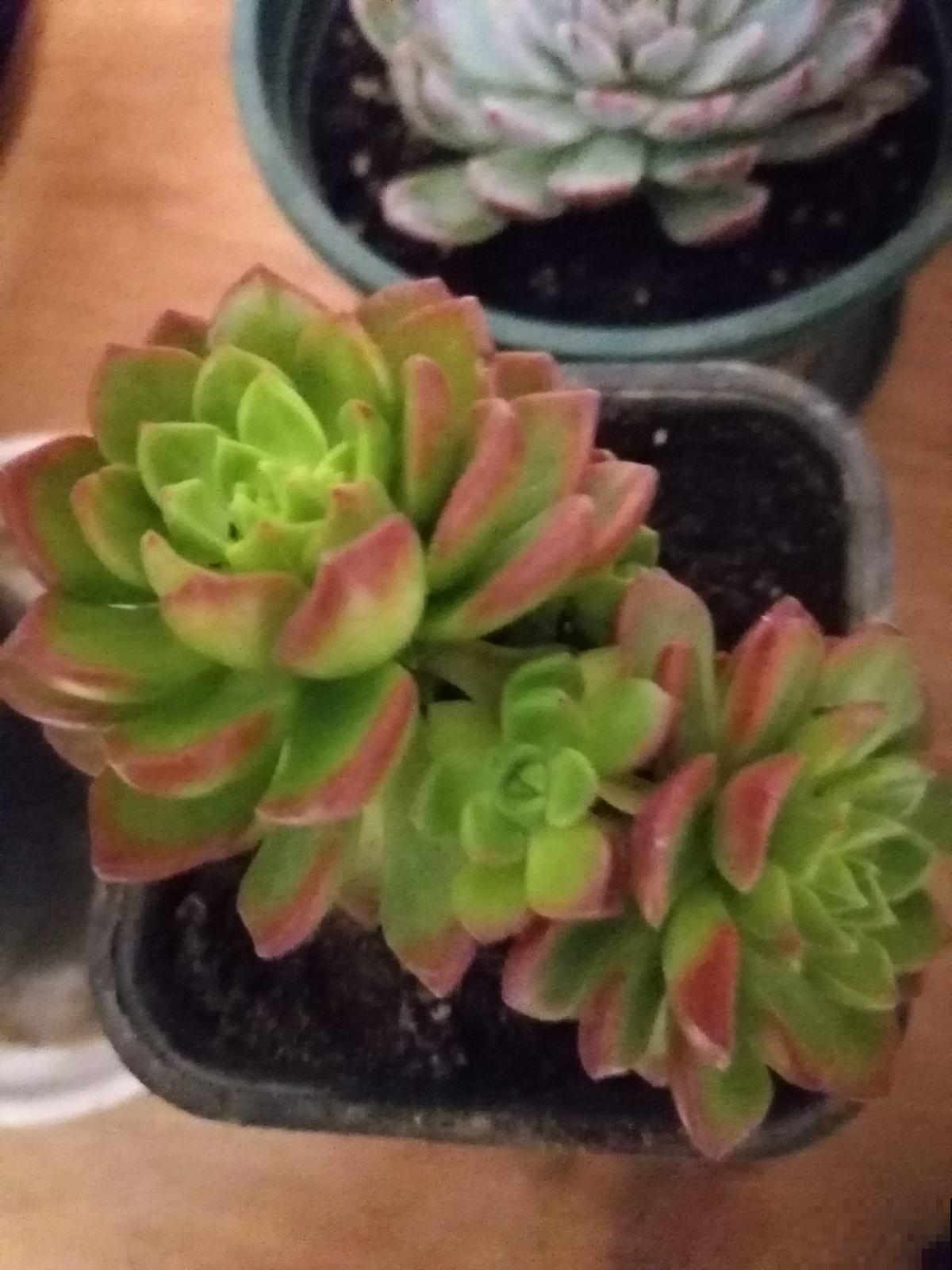 冬天养花,遇到这4种情况千万别换盆,不然花都死光了 冬天养花,遇到这4种情况千万别换盆,不然花都死光了