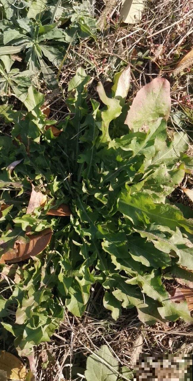 充满家乡味的8种野菜,每次回老家,老妈都端一盆上桌蘸酱 充满家乡味的8种野菜,每次回老家,老妈都端一盆上桌蘸酱