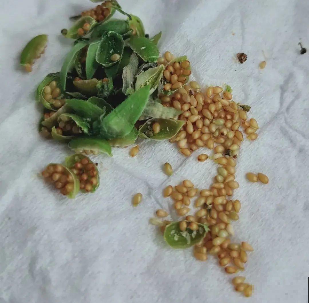 秋天在家养盆“香香花”，满屋子香味，还特耐寒