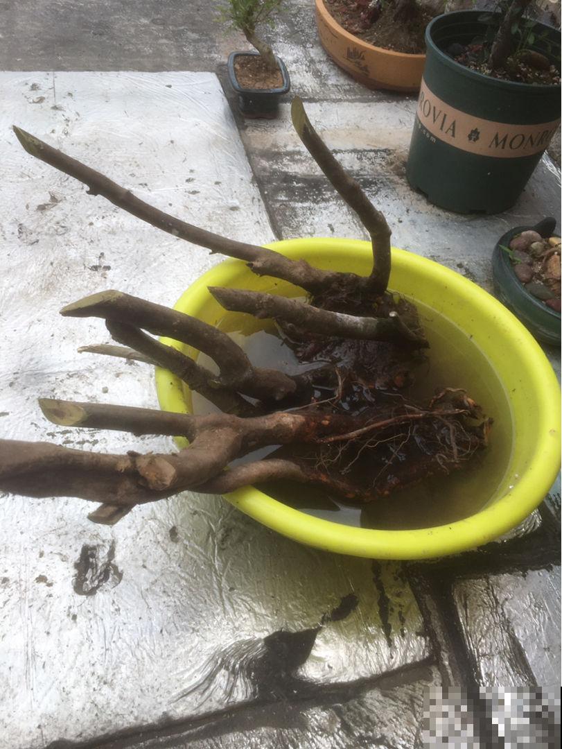 秋天去花市买花,见到这4种花千万别买,90%是假的 秋天去花市买花,见到这4种花千万别买,90%是假的