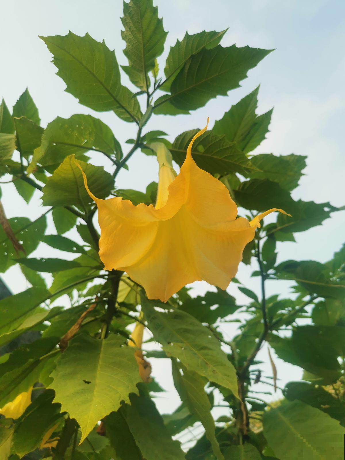 民间传说不吉利的5种花,养在家里有忌讳,真相真的是这样吗? 民间传说不吉利的5种花,养在家里有忌讳,真相真的是这样吗?