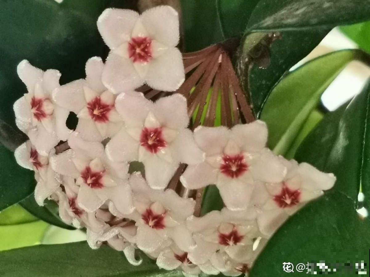 家里的花开出“纳财荷包”，见过的人真不多，寓意招财进宝
