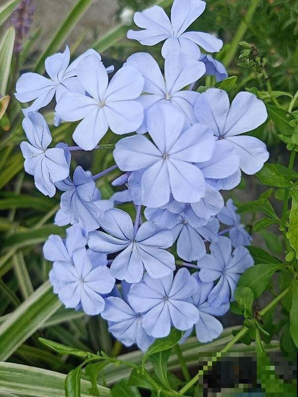 封闭阳台的“爆花神器”,一年四季都能开花,真怕把它累死 封闭阳台的“爆花神器”,一年四季都能开花,真怕把它累死