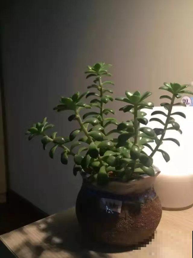 多肉徒长太难看，做好这三点，长成肉嘟嘟小可爱