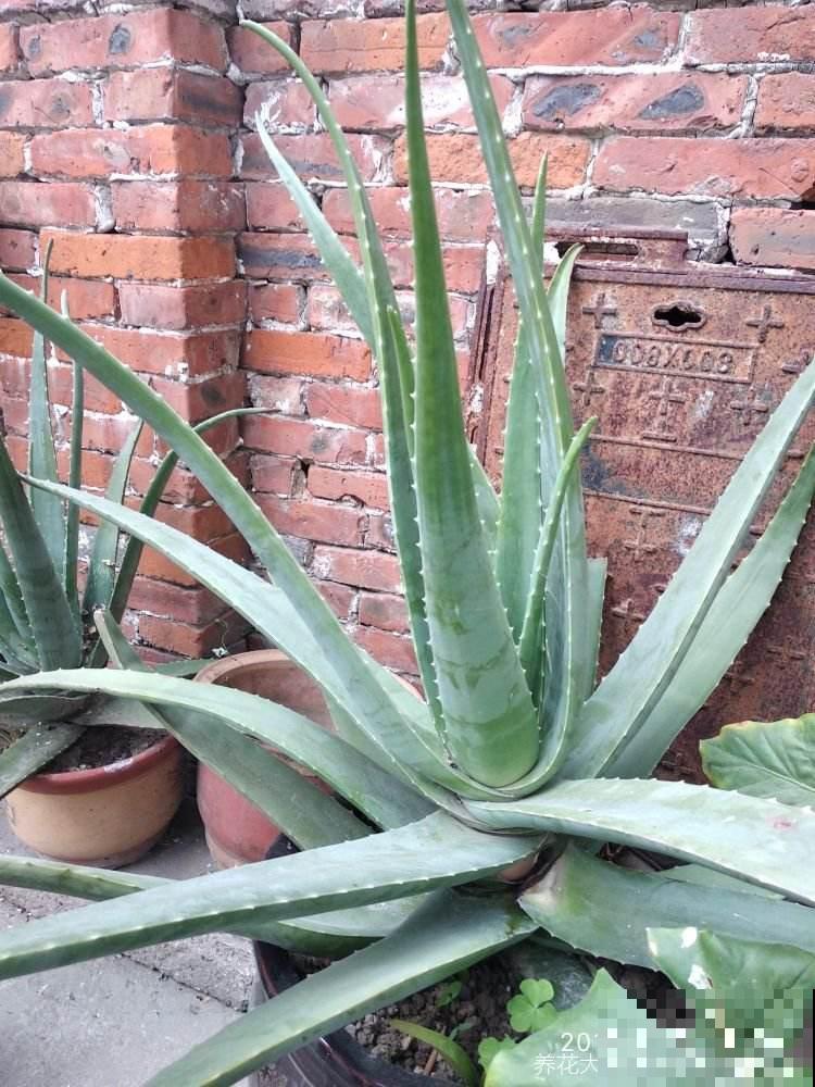 芦荟养护超简单，做好这5步，秒变又肥又壮小胖崽