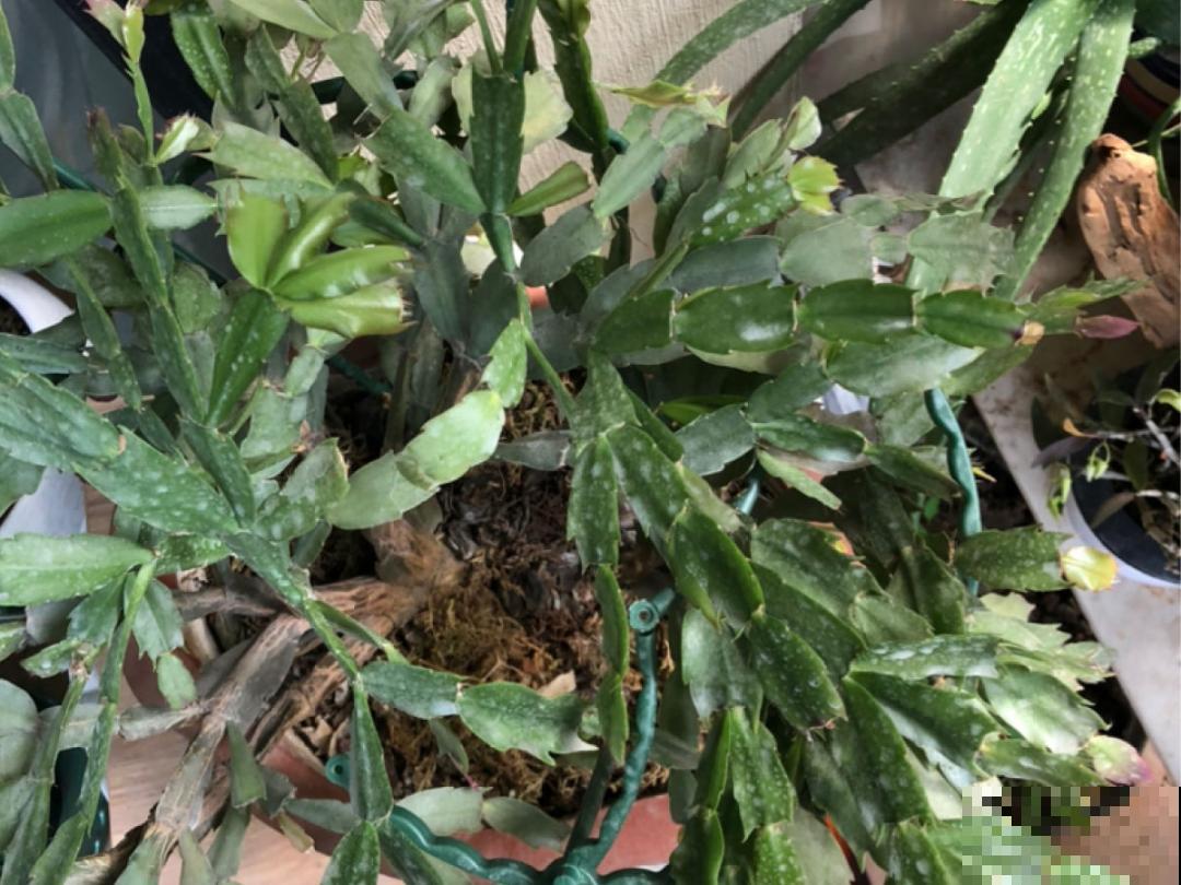 7种花现在剪一刀，剃个小平头，满盆冒新叶子