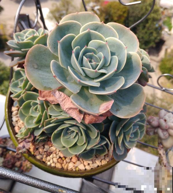 最难养的9种多肉,生病了难“医治”,新手轻易别碰 最难养的9种多肉,生病了难“医治”,新手轻易别碰