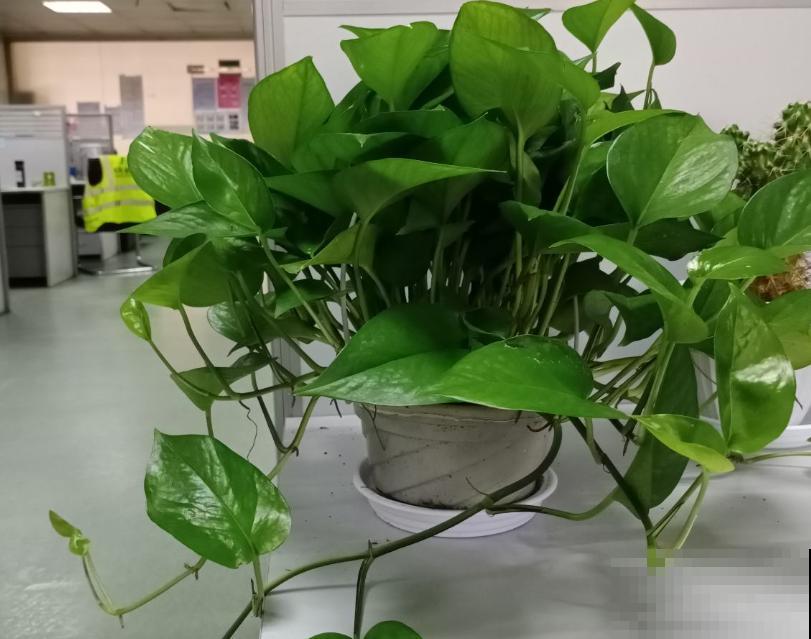 学会扦插,一盆绿萝摆满一阳台,送人都足够! 学会扦插,一盆绿萝摆满一阳台,送人都足够!