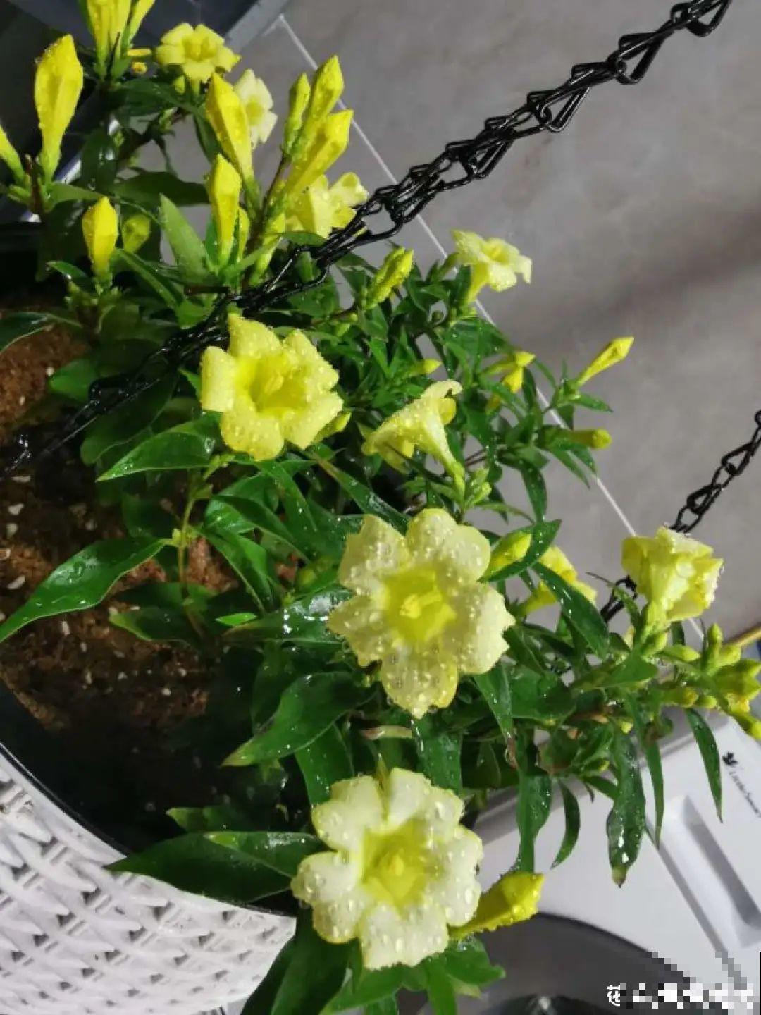 花量巨大的法国香水,被称作开花界“航空母舰”,花期能有大半年 花量巨大的法国香水,被称作开花界“航空母舰”,花期能有大半年