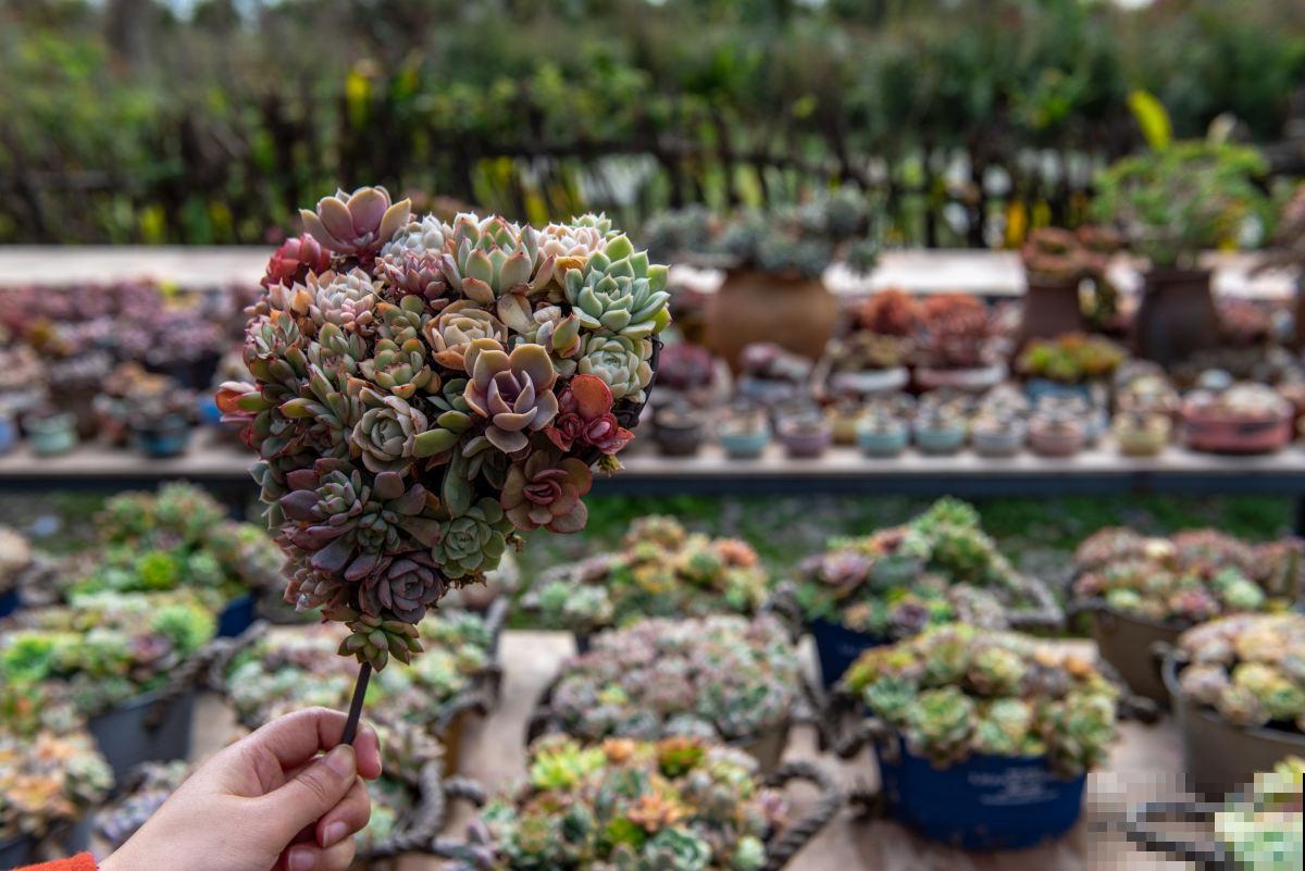 红彤彤的多肉,在阳台养都能随便出状态,主要抗冷又皮实 红彤彤的多肉,在阳台养都能随便出状态,主要抗冷又皮实