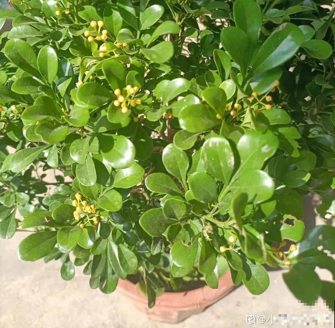 10种花冬天不能断水，勤浇水才能长得旺，叶子油亮有光泽