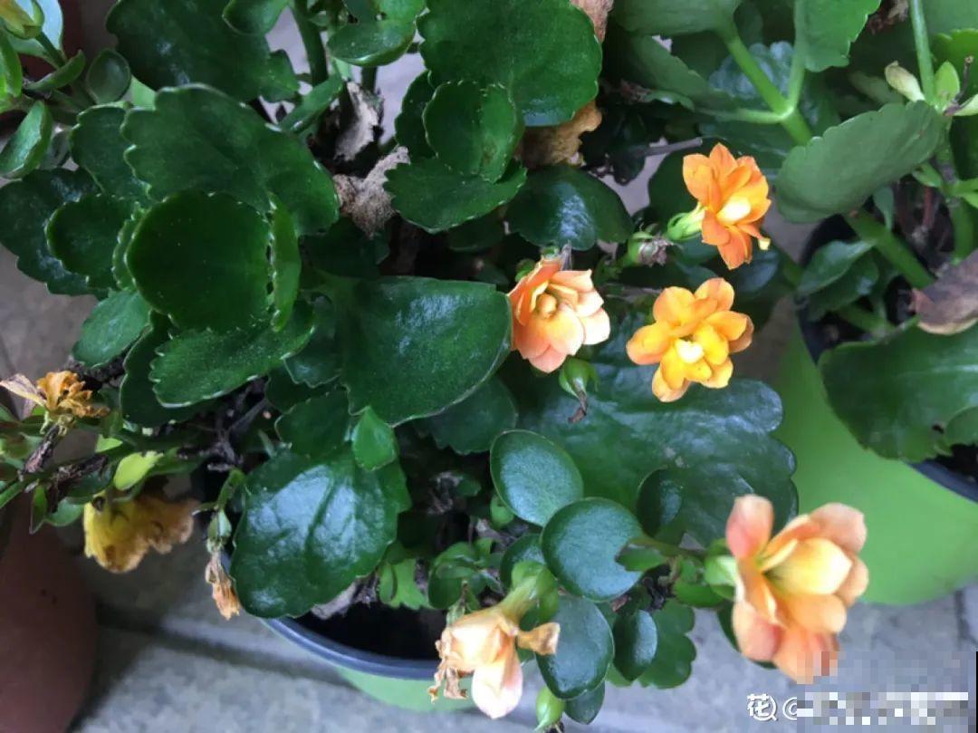 15年的君子兰，今天终于奇迹开花，开花技巧都给你！