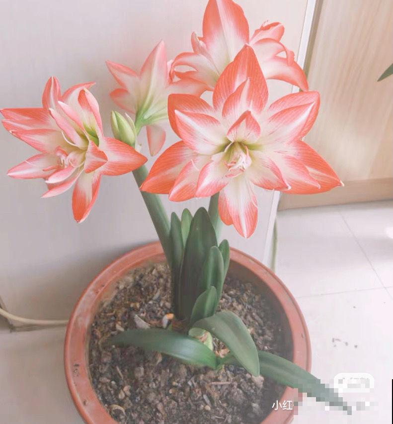 全网都在种的“阿弗雷”,单朵花比脸大,一开花就预示着“吉祥” 全网都在种的“阿弗雷”,单朵花比脸大,一开花就预示着“吉祥”