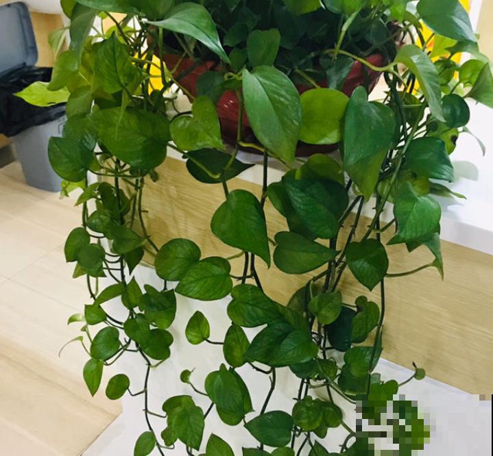学会扦插,一盆绿萝摆满一阳台,送人都足够! 学会扦插,一盆绿萝摆满一阳台,送人都足够!