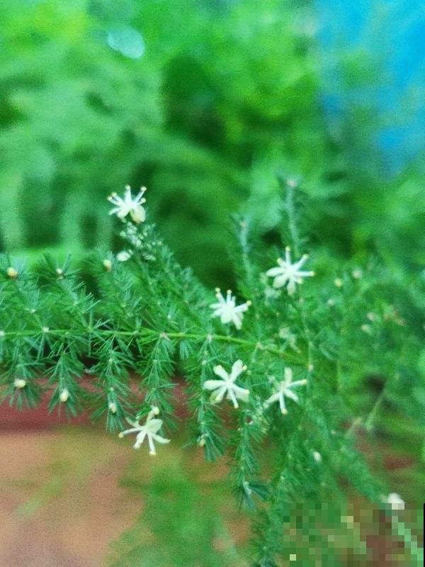 3种植物不轻易开花,一旦开花有“好兆头”,你见过几种? 3种植物不轻易开花,一旦开花有“好兆头”,你见过几种?