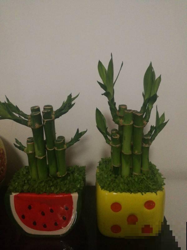 富贵竹开花，居然长得像“大葱”，见过的人真是不多