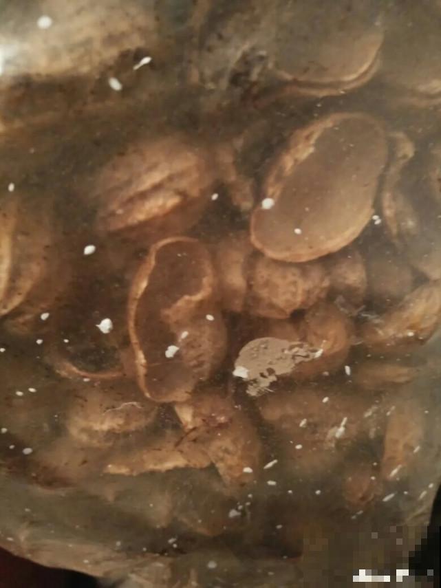 家里的“垃圾”留下，拿来养花效果好，颜值超高