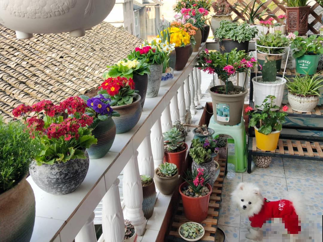 20种花，现在养正是开花好时候，再晚就过季了