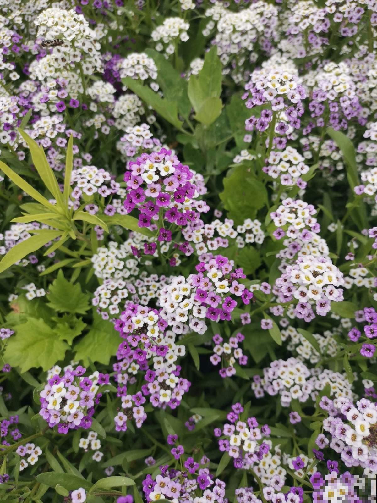屋子里养盆“香香花”，邻居却说不吉利，还让我赶紧扔掉