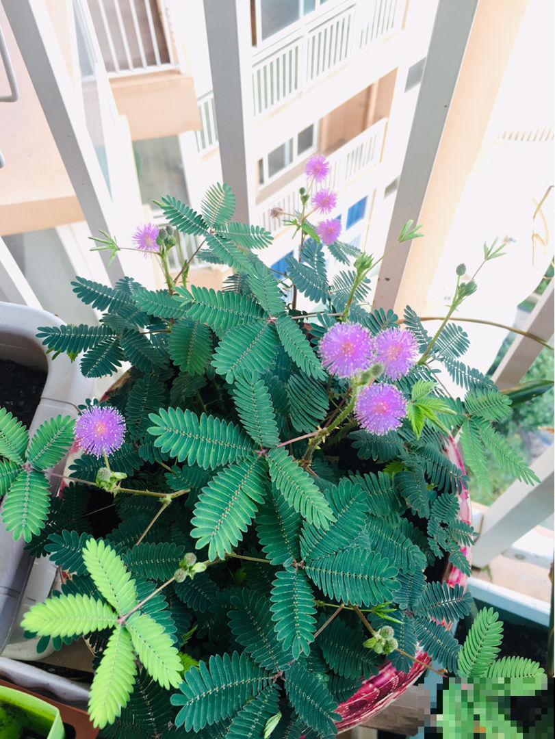 5种花有“气象本领”，学会看它“脸色”，天气预报都省了