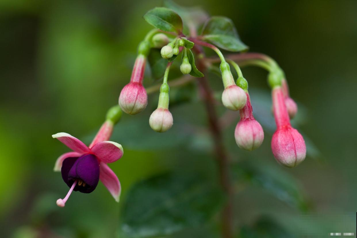 倒挂金钟叶子干枯脱落了怎么处理