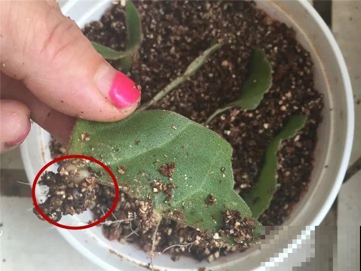 家里没光就养大岩桐，开花堪称“人间富贵花”，繁殖特简单