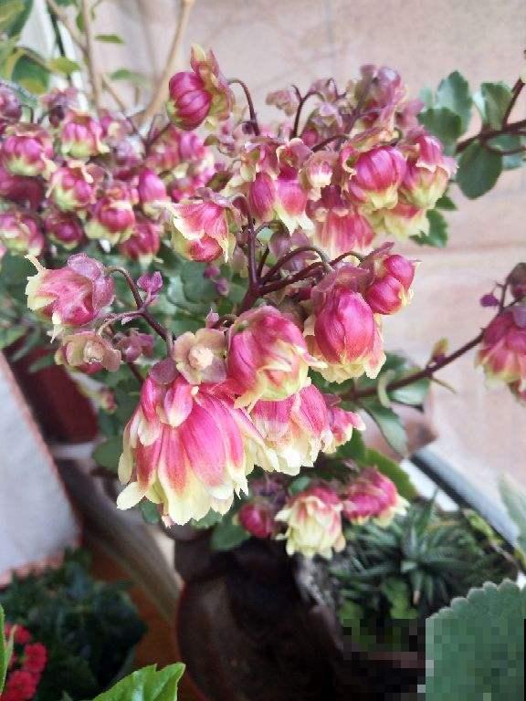 “植物杀手”的3大特征，你都中招了吗，及时纠正才是硬道理