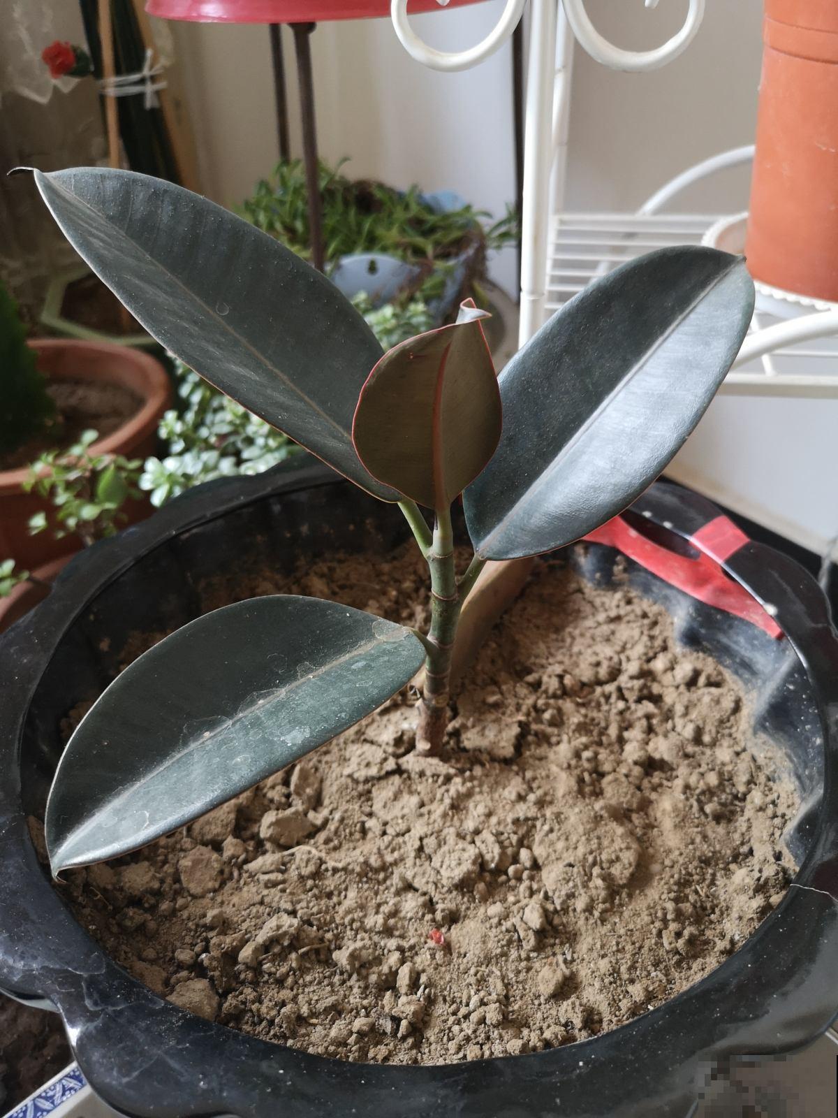 10种带“毒”花,家里有小孩要小心,千万别吃,容易中毒 10种带“毒”花,家里有小孩要小心,千万别吃,容易中毒