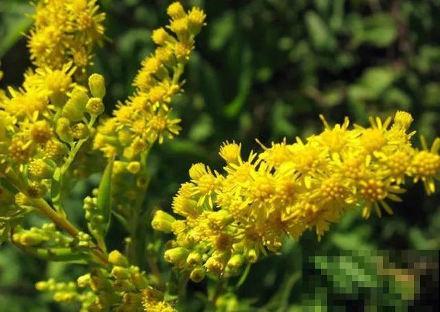 泛滥！加拿大一支黄，简直就是“恶魔之花”