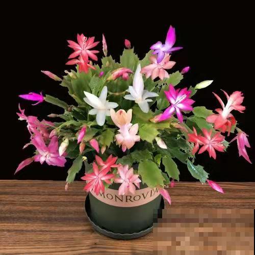 蟹爪兰长满花苞,4个方面不注意,花苞掉满地 蟹爪兰长满花苞,4个方面不注意,花苞掉满地