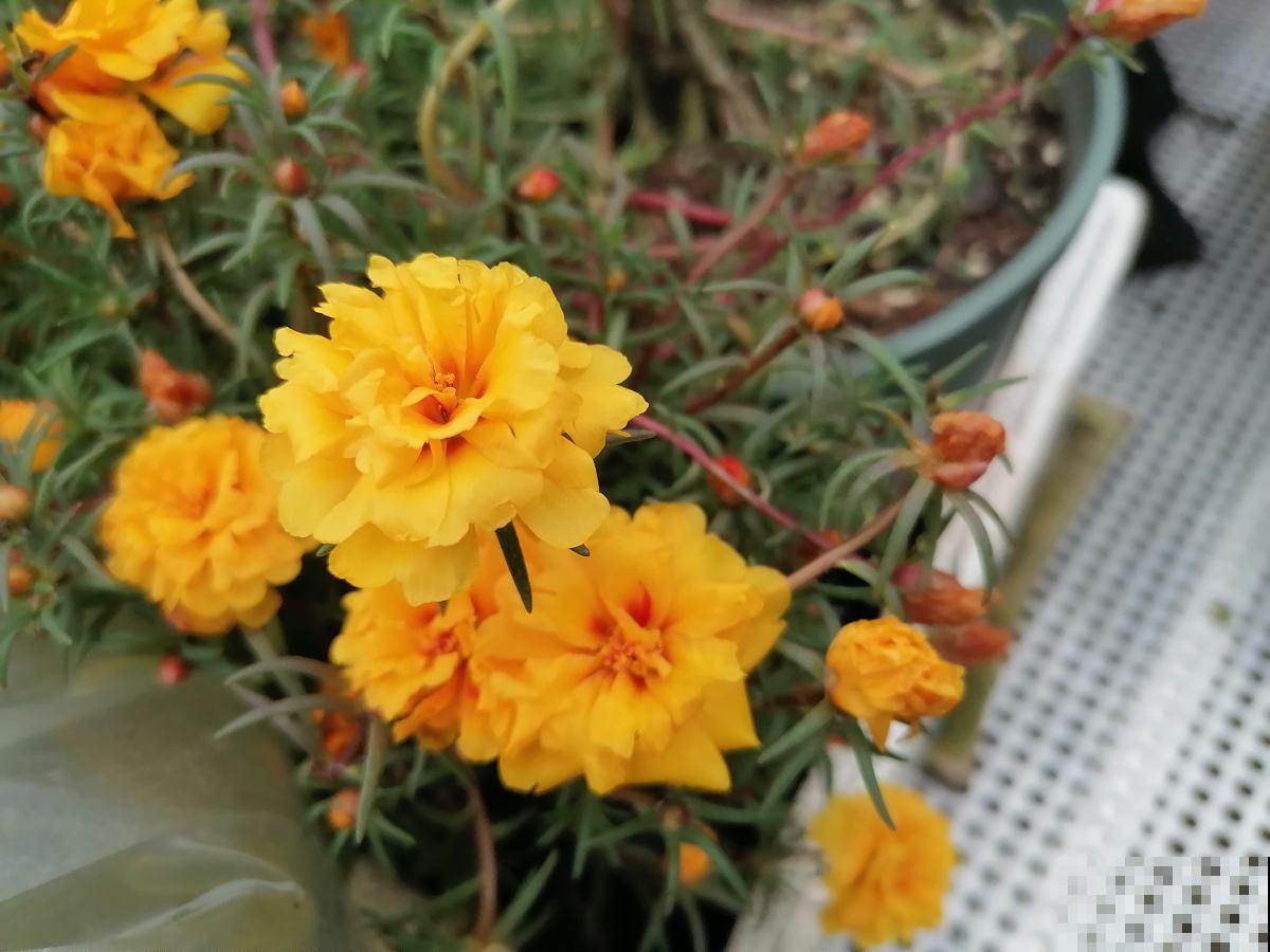 8种花，插土里就能活，简直是懒人“福音”