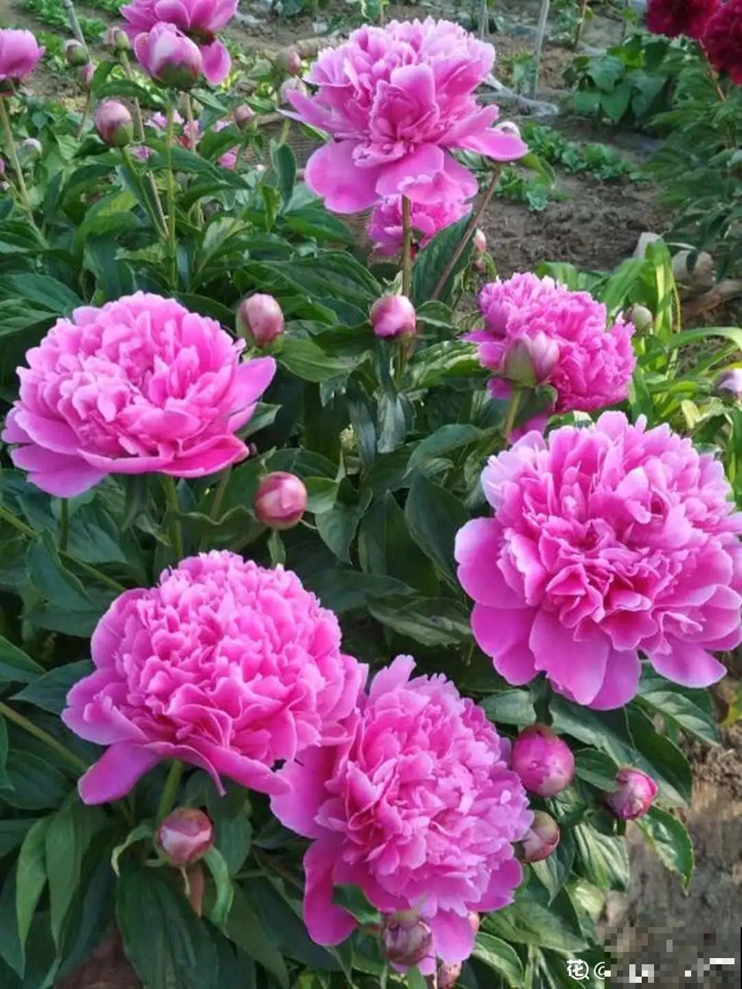 爱“生崽”的花,现在赶紧翻盆,一盆变多盆还能挣钱 爱“生崽”的花,现在赶紧翻盆,一盆变多盆还能挣钱