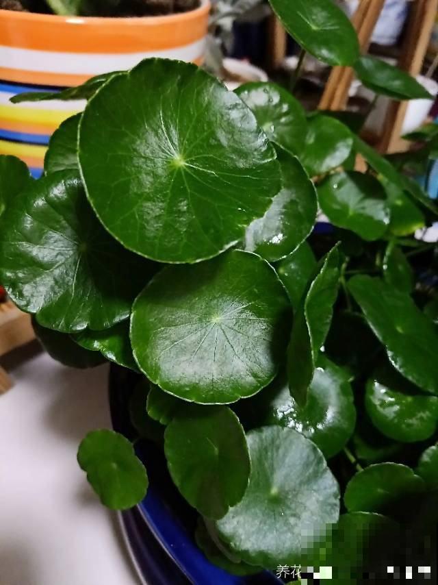 给花喝勺酒，叶子油绿有光泽，老花匠用经验告诉你该怎么浇