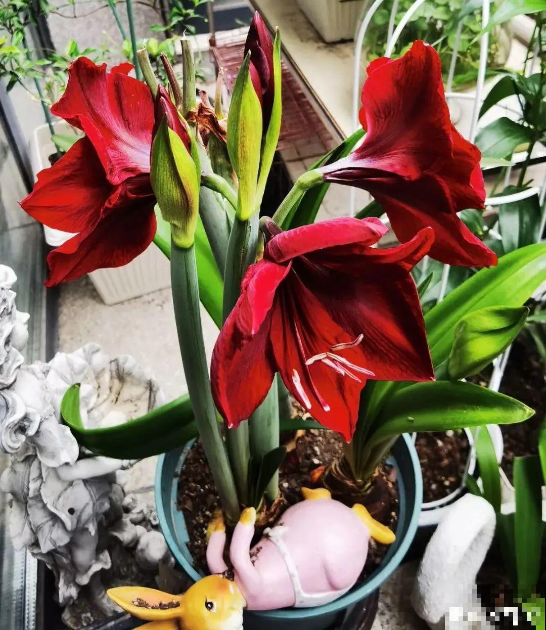 现在给花上秋肥，杆子粗、叶子密，不然冬天都冻死