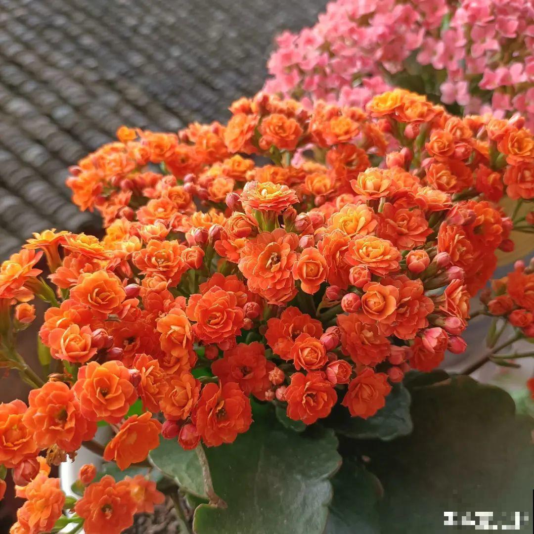 15年的君子兰，今天终于奇迹开花，开花技巧都给你！