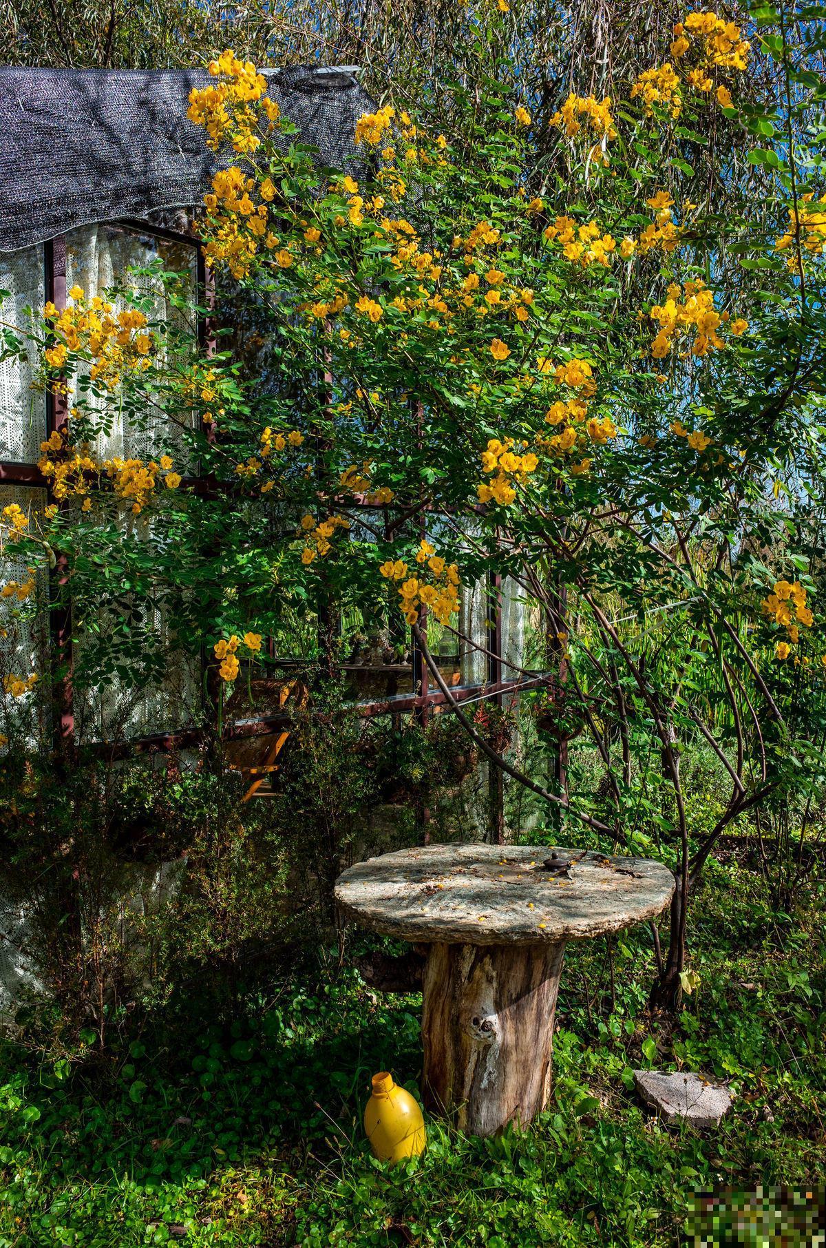 年轻人买院子养花,辞掉工作后,这种日子不想过了 年轻人买院子养花,辞掉工作后,这种日子不想过了