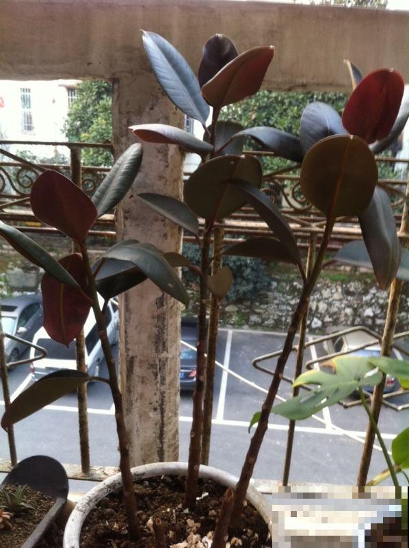 家里养一盆橡皮树,旺财又旺运,最适合放在室内养护 家里养一盆橡皮树,旺财又旺运,最适合放在室内养护
