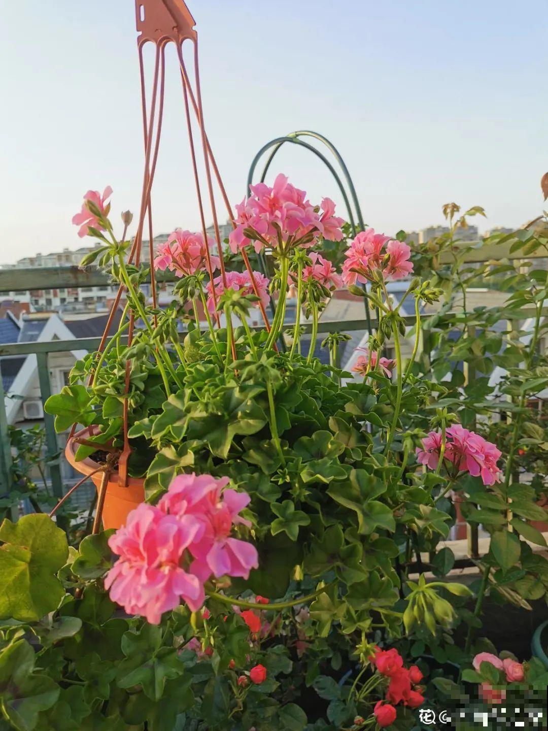 开花超美的“垂吊花”,花朵肥美硕大花期长,美成一面小花墙 开花超美的“垂吊花”,花朵肥美硕大花期长,美成一面小花墙