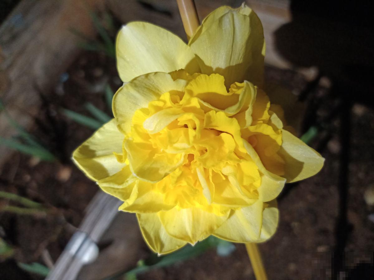 “家有水仙,富富年年”,家里养洋水仙,花大色艳还有好兆头 “家有水仙,富富年年”,家里养洋水仙,花大色艳还有好兆头