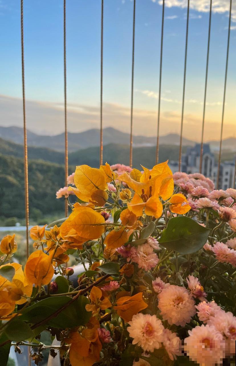 羡慕有个院子能养花？不仅身累还心累，真正经历了才知道一地鸡毛